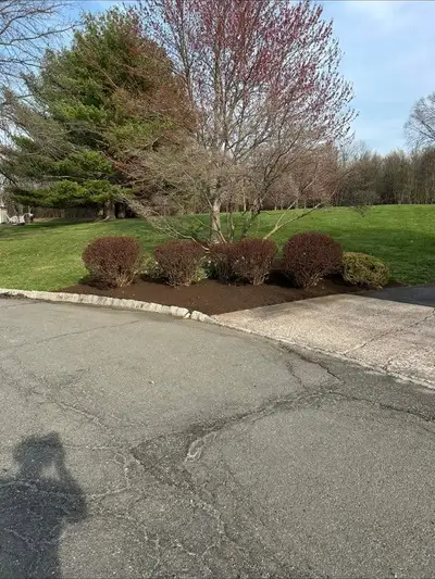 Freshly mulched bed with four dark ornamental shrubs and a young tree along a paved driveway edge.