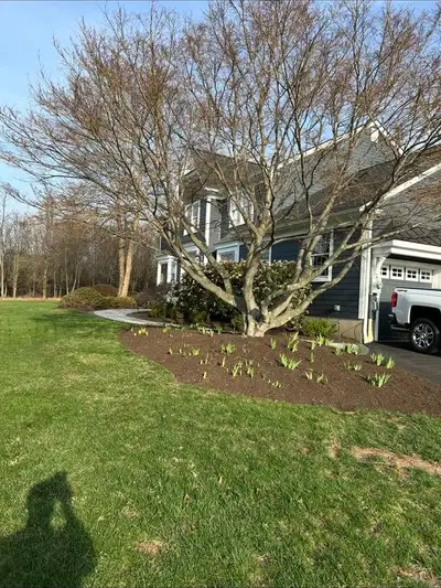Large tree in a mulch bed with newly planted bulbs in rows, house and pickup behind.