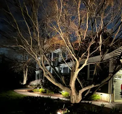 Night: large ornamental tree uplit beside a curved paver path and mulch bed, fixtures visible in the bed.