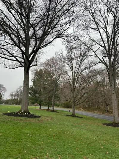 Row of bare roadside trees with fresh mulch rings and daffodils planted around the trunks.