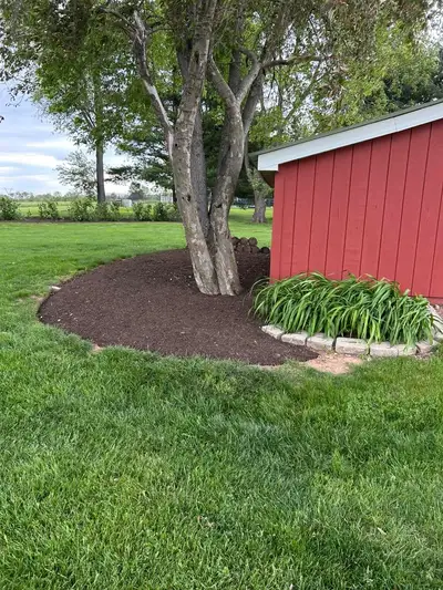 Mulched bed under a multi-trunk shade tree beside a red shed, daylilies edged in stone block, stacked logs.