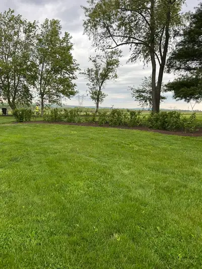 Row of newly planted hedge shrubs along a mulched bed edge, transmission towers behind, one crew member at left.