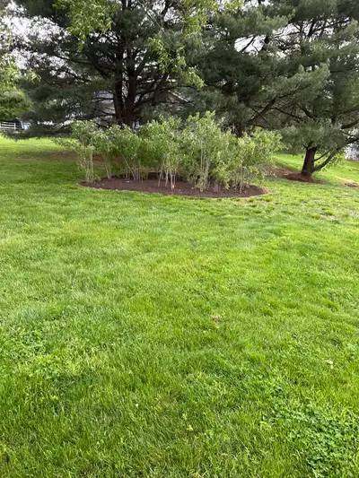 Mulched island bed with young shrubs under large pines on open lawn, houses in the distance.
