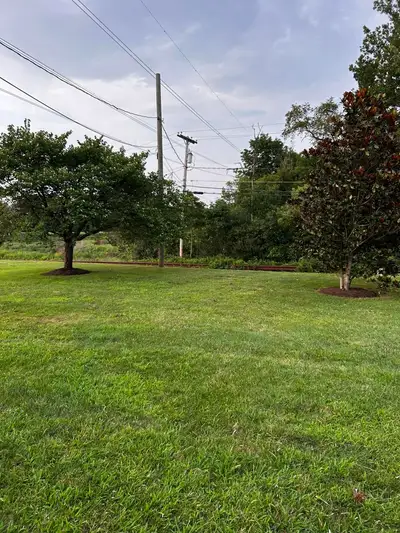 A mowed lawn with freshly mulched rings around the trees.