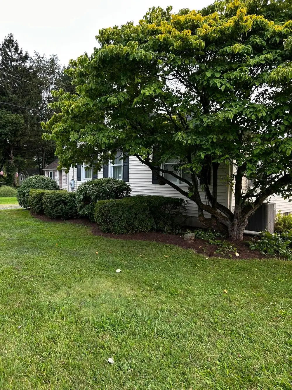 A tight-trimmed hedge row over mulched beds beside a clean lawn.